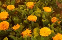 武汉花园道艺术商业街