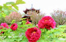 隋唐城遗址植物园