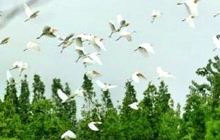 泗洪白鹭保护区