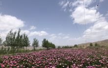 会宁牡丹园