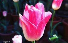 泽普县鲜切玫瑰花种植基地