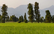 乐山市正禾农业专业合作社