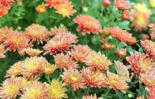 五脑山森林公园