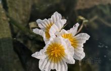 澄江国家湿地公园