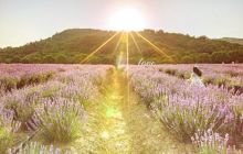 雪浪山薰衣草园