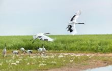 扎龙自然保护区