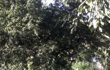 浙江省文成县石垟森林公园