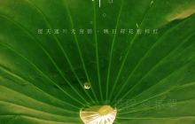 藏龙岛国家湿地公园