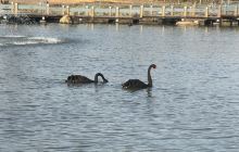雁荡山花木园艺,菲菲多肉植物园