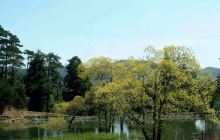 景宁县草鱼塘森林公园