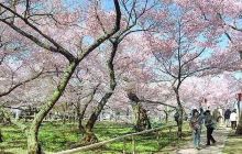 樱花园