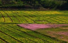 齐乐梦华溪谷花海