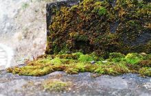 Yangtze River Cruise Experts