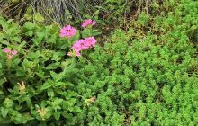 庞村镇道德法制广场