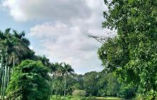 热作两院植物园