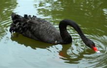 浏阳河第一湾鸟趣林