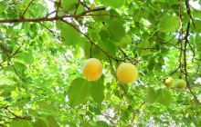 夏津黄河故道森林公园