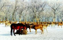 平山神鹿旅游区