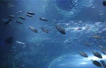 延安幻太奇海洋公园