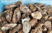 普兰店市长海县大连格仙岛斗斗渔...