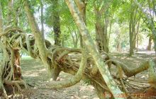 中科院西双版纳热带植物园