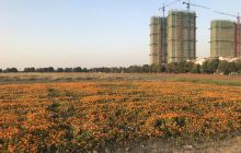 高城墩新石器时代遗址