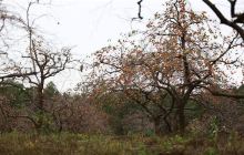 古梨树森林公园