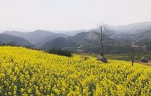 桐兴生态观光园