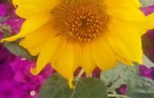 玉溪市第一中学