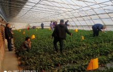 北大荒阿城有机生态园