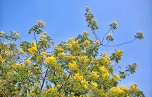 南海区狮山镇罗村体育公园