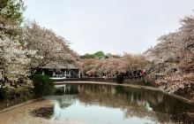 太湖樱花园