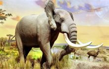 贝林自然博物馆