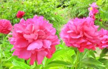 芍药谷