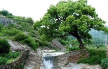 梅大樱桃观光园