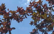 昆明市科技示范园杨梅基地