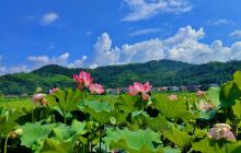 千亩荷塘观赏园