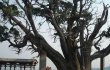 秦柏旅游生态园区