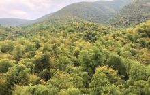 宜兴竹海苏南第一峰