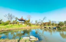 鹅湖玫瑰文化园