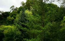 六盘山生态植物园