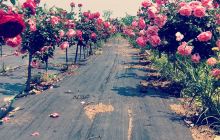 玫瑰小镇生态旅游观光园