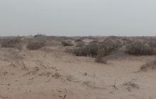 吉兰泰沙漠植物园