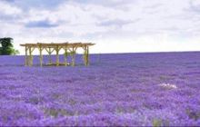 紫海香田薰衣草庄园