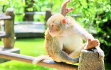 三岭湾猕猴观赏园