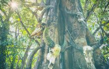 翁丁佤族原始群居村落