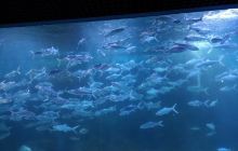 蔚蓝海洋水族馆