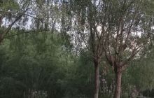 烈士陵园