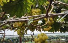 三明洋溪清枫谷