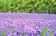 幸福源薰衣草花田